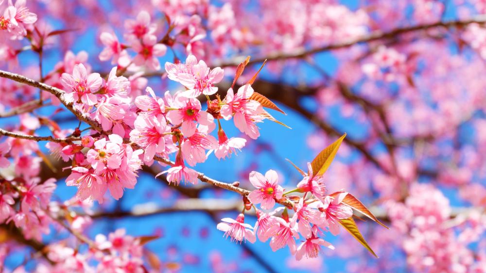 Radiant Sakura Blossoms Against Clear Blue Spring Sky wallpaper