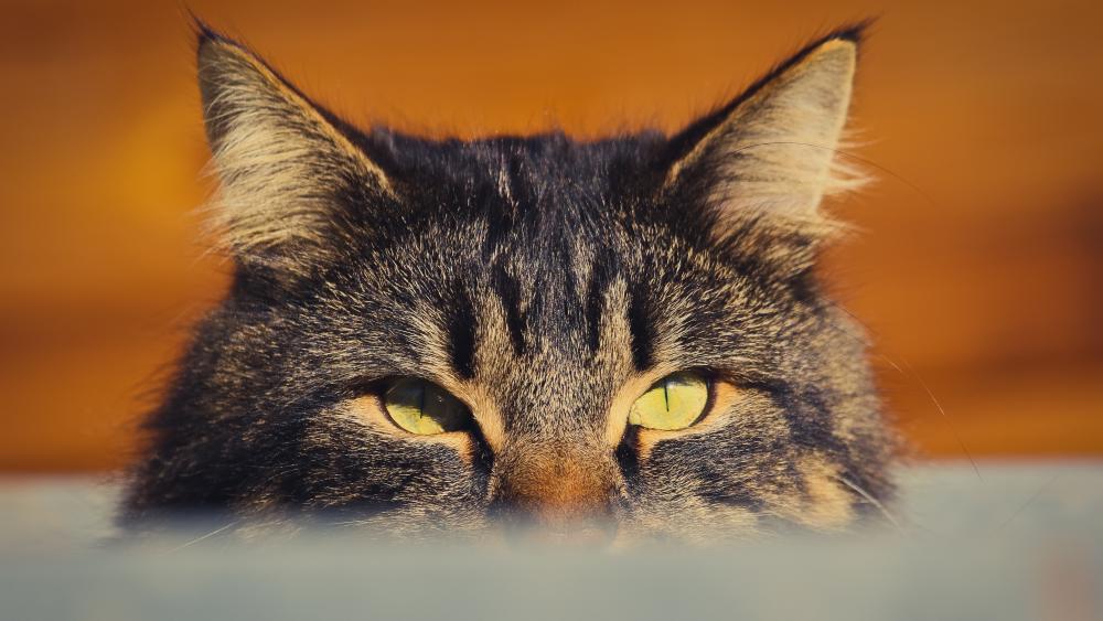 Peekaboo Tabby Cat Close Up Gaze in Warm Light wallpaper