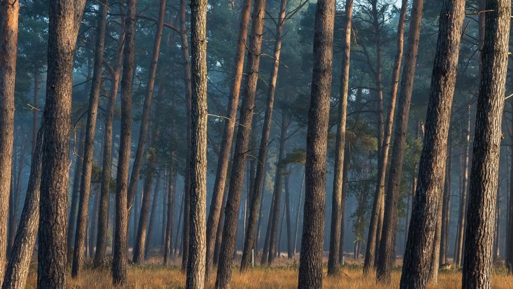 Misty Woodland Pines in Soft Morning Light wallpaper