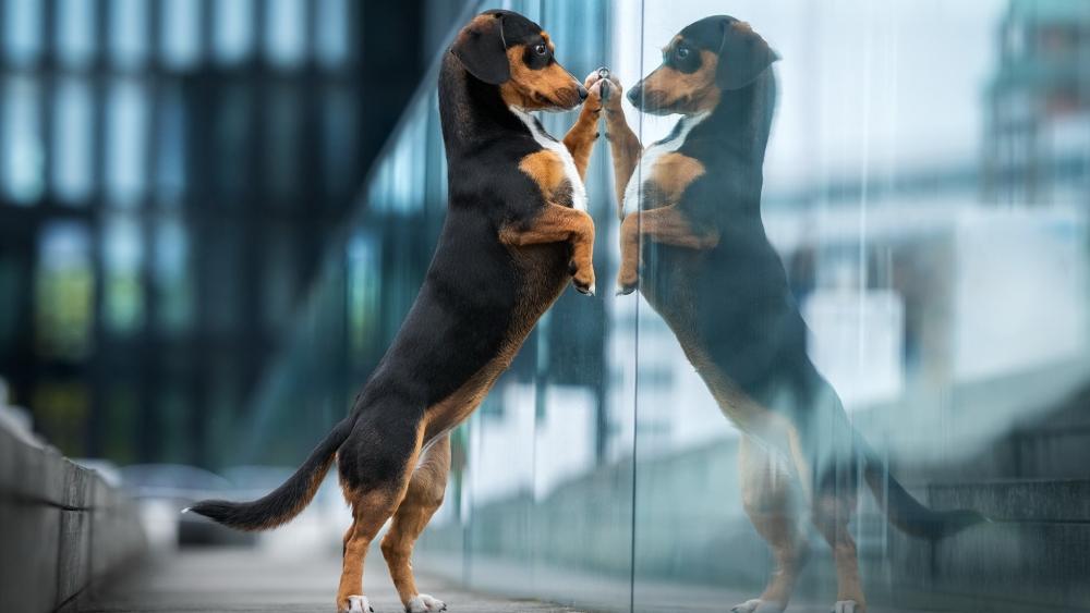 Curious Dachshund Meets Its Reflection in the City Glass wallpaper