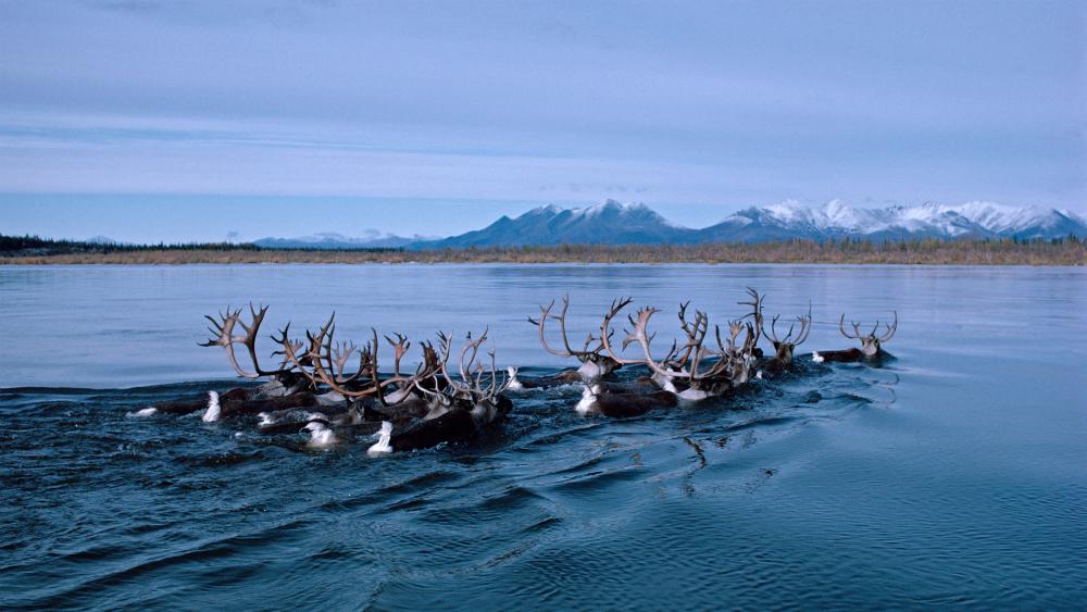 Caribou Crossing an Alaskan River Beneath Snowy Mountains wallpaper