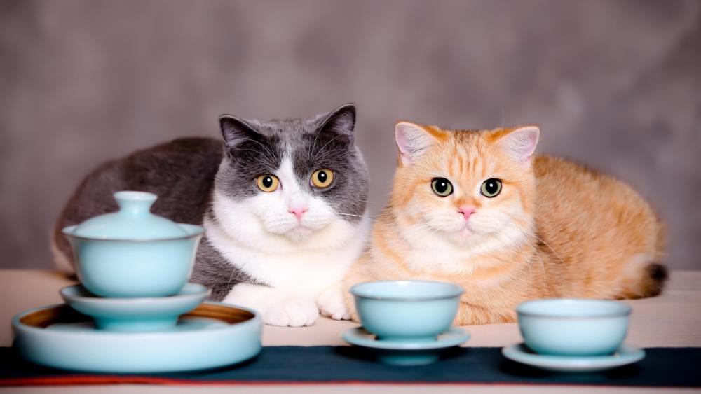 Cozy Tea Time with Two Curious Cats and Pastel Cups wallpaper
