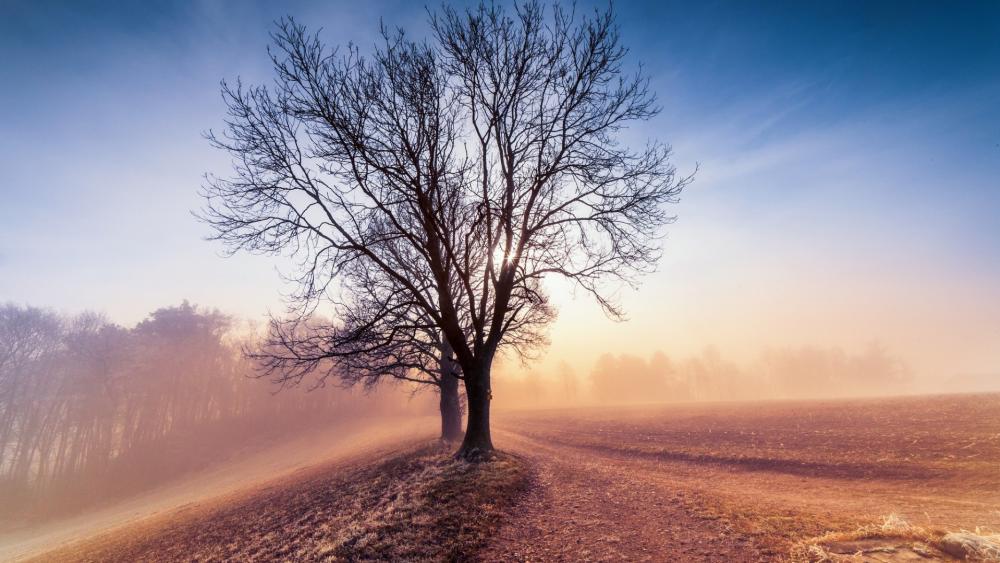 Lone Tree at Dawn in Soft Rolling Fog wallpaper