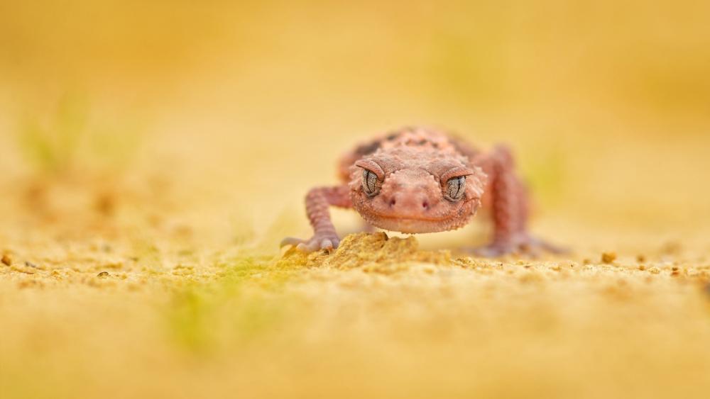 Desert Gecko Close Up in Warm Golden Sands wallpaper