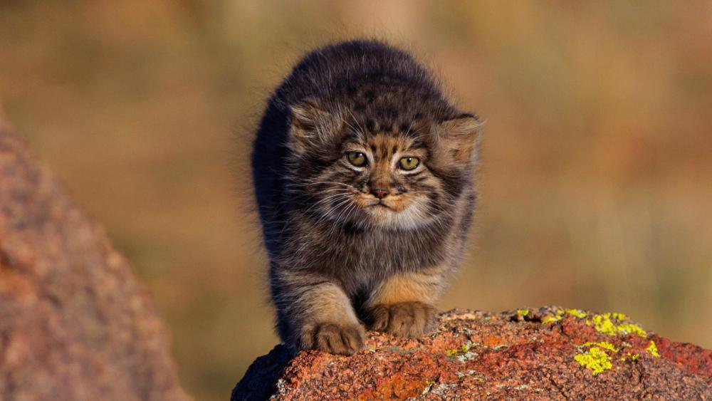 Fluffy Pallas Cat Kitten on Sunlit Rock wallpaper