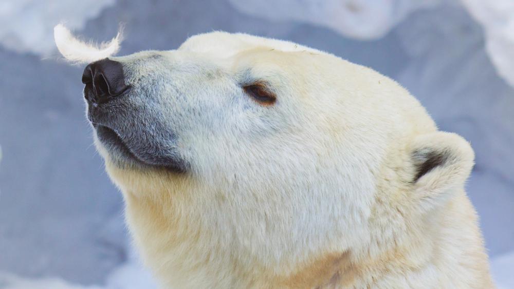 Feather Kissed Polar Bear Portrait in Arctic Serenity wallpaper