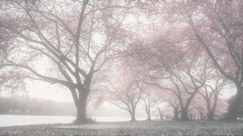 Pastel Sakura Canopy in Gentle Fog by a Quiet Lakeshore wallpaper