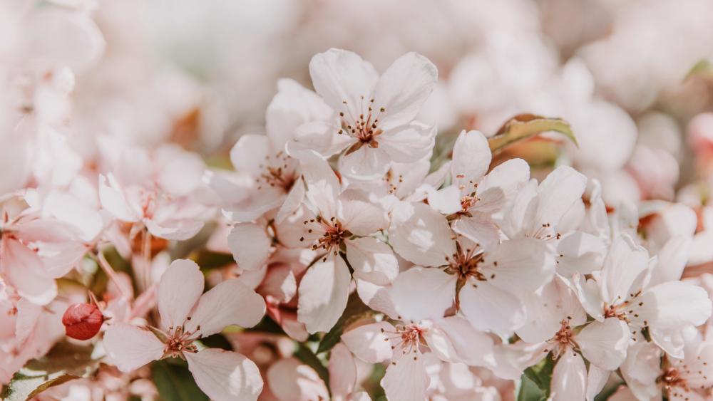 Soft Spring Cherry Blossoms on Twig in Dreamy 4K Glow wallpaper