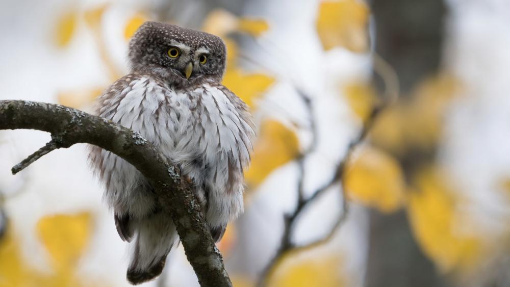 Eurasian Pygmy Owl Perched on Wintery Twig in Soft Light wallpaper