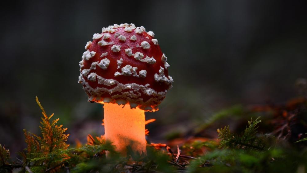Glowing Amanita Muscaria Close Up in a Dark Forest wallpaper
