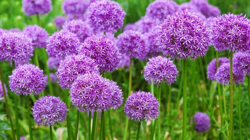 Vibrant Purple Allium Globes Swaying in a Lush Spring Garden wallpaper