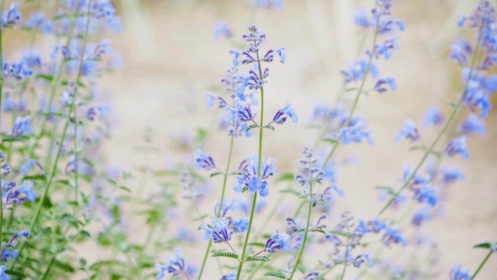 Soft Blue Nepeta Blossoms in a Dreamy Pastel Meadow wallpaper