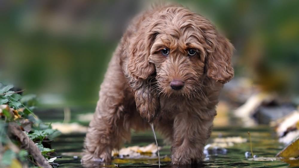 Curly Labradoodle Puppy Exploring a Shallow Stream wallpaper