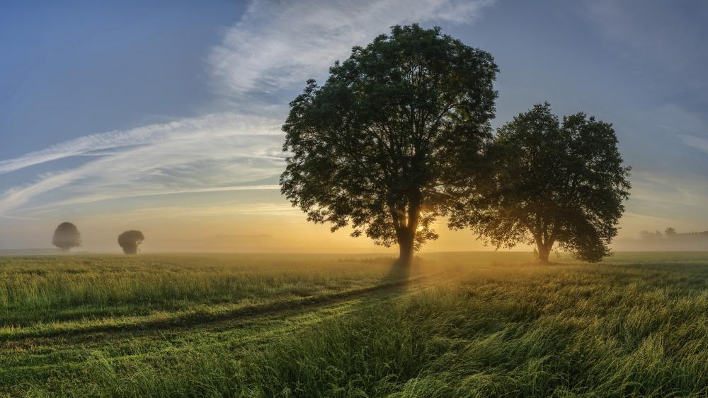 Golden Sunrise Over Misty Countryside Field With Lone Trees In 4K wallpaper
