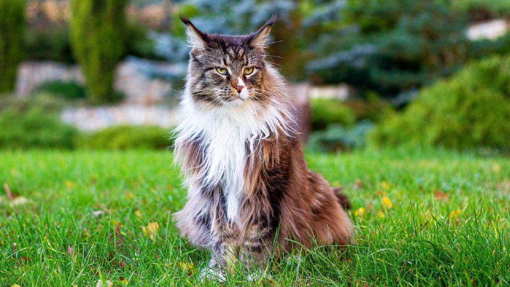 Majestic Maine Coon Cat Sitting Proudly in a Lush Garden wallpaper