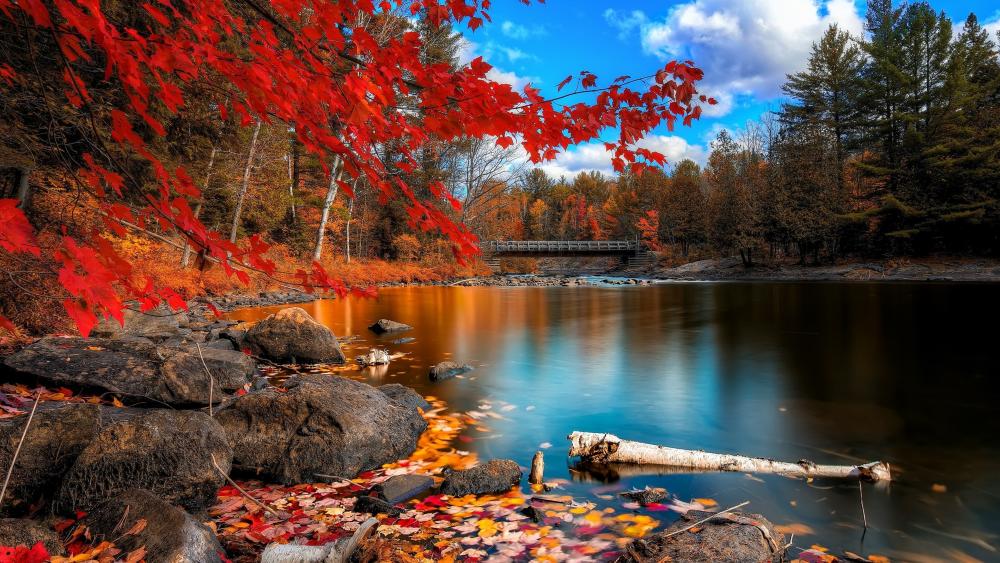 Crimson Canopy Over a Quiet Autumn River in Daylight 4K wallpaper