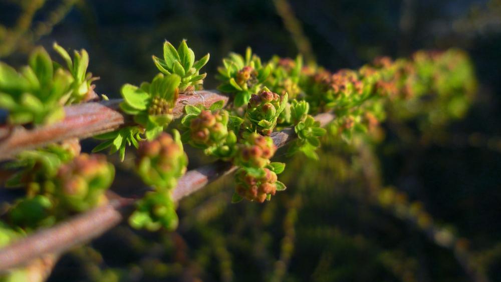 Sunlit Sea Buckthorn Buds Along a Wild Spring Bush Branch wallpaper