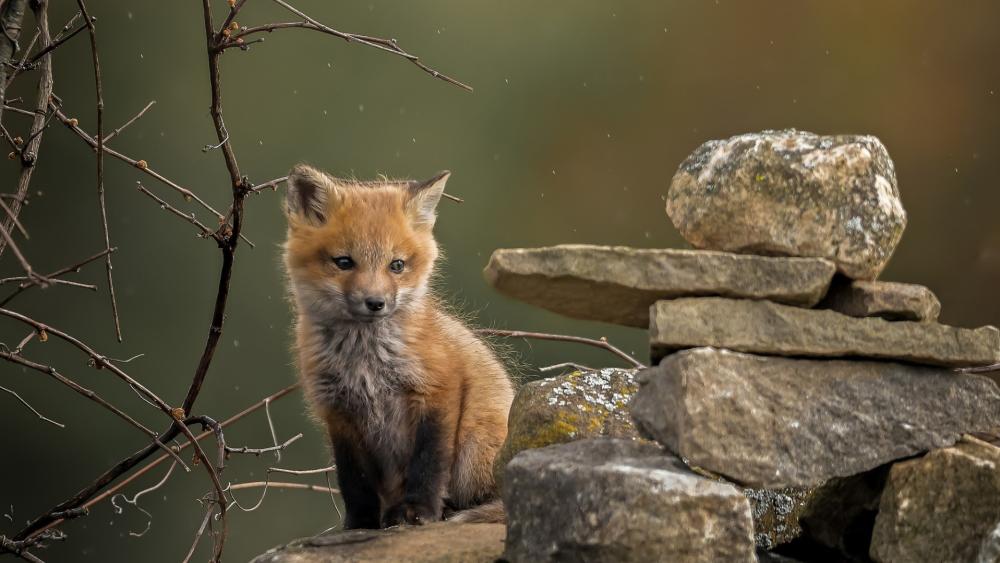 Curious Fox Cub Sitting by Stacked Stones in Soft Rain wallpaper