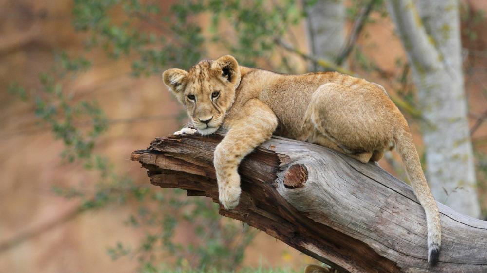 Resting Lion Cub on a Weathered Tree Trunk wallpaper