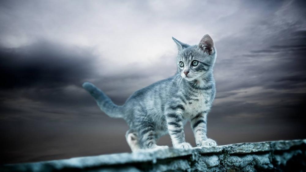 Stormy Sky Sentinel Grey Kitten on a Stone Wall wallpaper