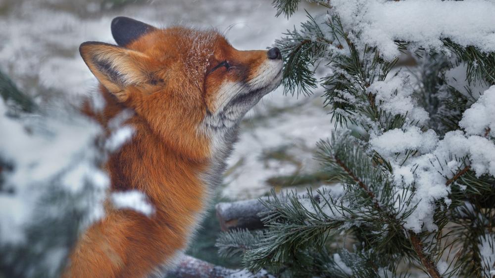 Curious Red Fox Among Snowy Pine Branches in Winter Forest wallpaper