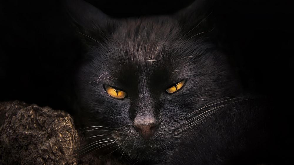 Amber Eyes in the Shadows Black Cat Close Up Portrait wallpaper