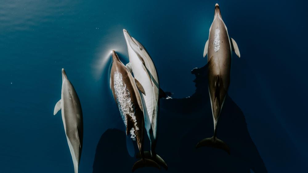 Dolphin Pod Gliding Through Deep Blue Waters Aerial 5K Wallpaper wallpaper