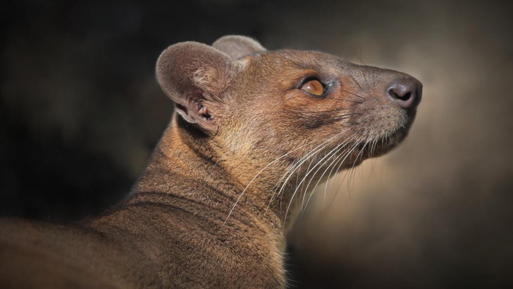 Alert Fossa Portrait in Warm Forest Light wallpaper