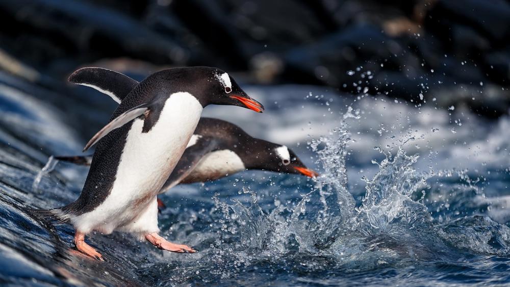Gentoo Penguins Splashing Into Icy Seas of the Southern Ocean wallpaper