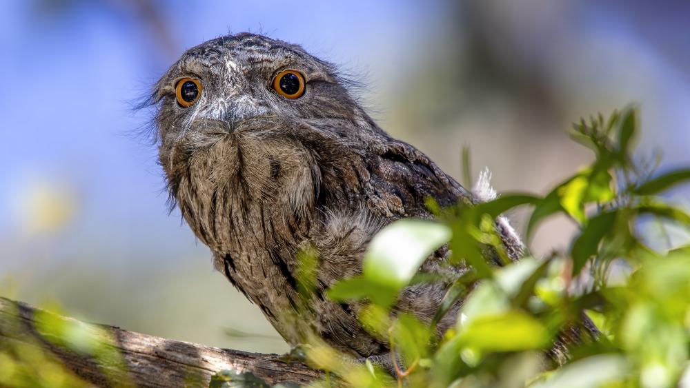 Wide Eyed Tawny Frogmouth Perched in Sunlit Foliage 4K Wallpaper wallpaper