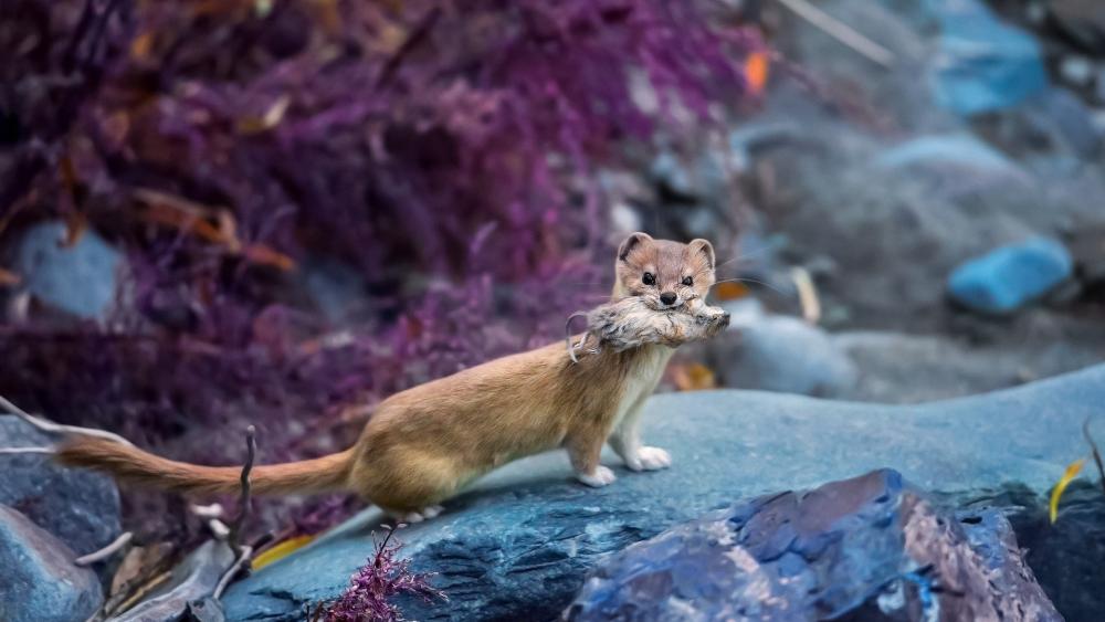 Stoat Hunter on Coastal Rocks with Prey in Wild Stillness wallpaper