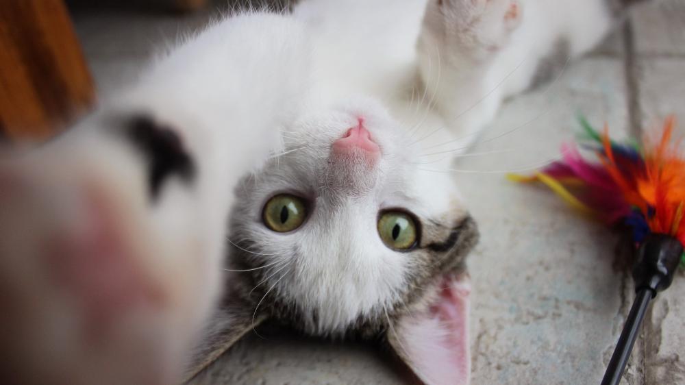 Upside Down Playful Kitty Reaching for the Camera wallpaper