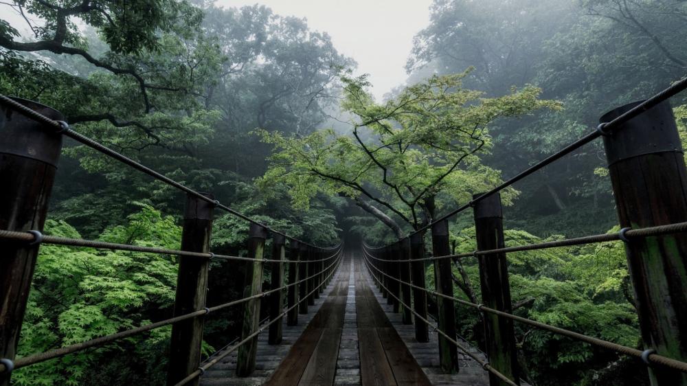 Misty Suspension Bridge Through Hananuki Gorge Forest Canopy wallpaper