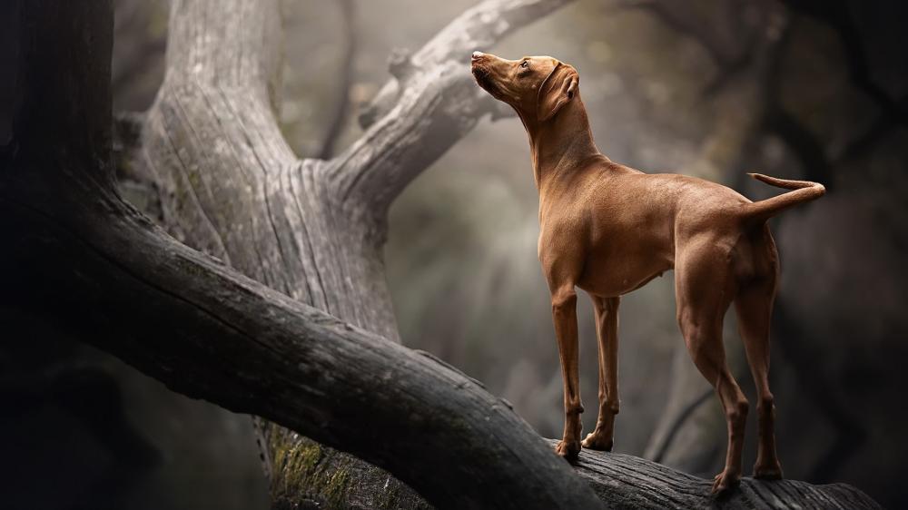 Majestic Vizsla Standing Alert on Weathered Forest Tree Trunk wallpaper