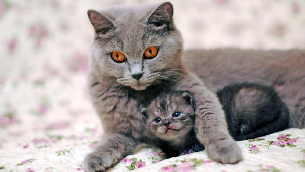 British Shorthair Mother Cuddling Her Tiny Kitten on Floral Bedding wallpaper
