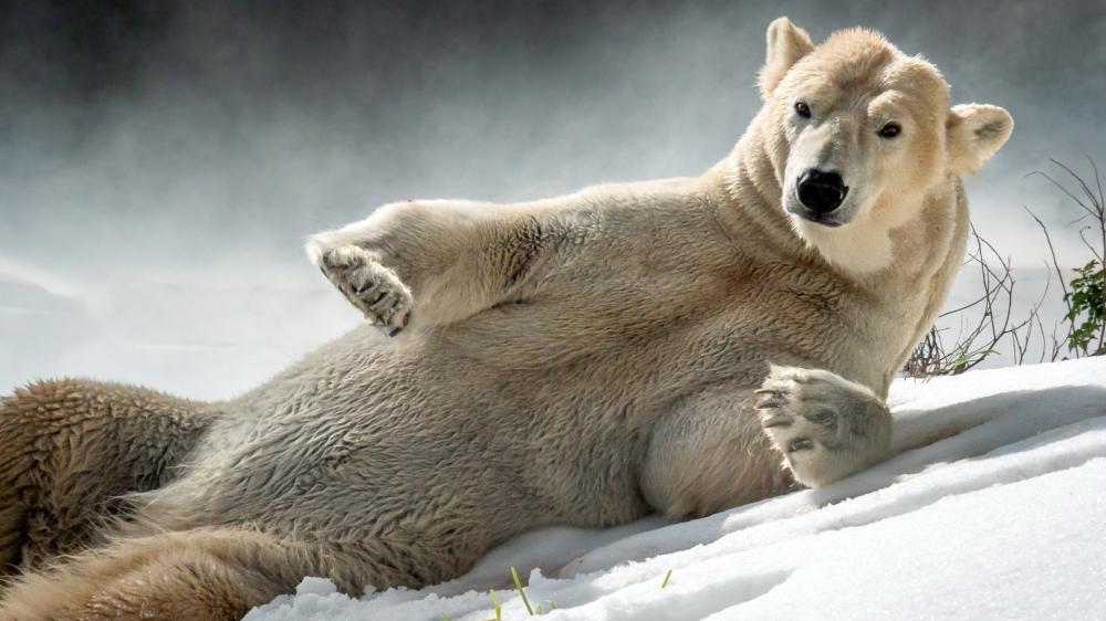 Relaxed Polar Bear Lounging on Arctic Snowdrift wallpaper