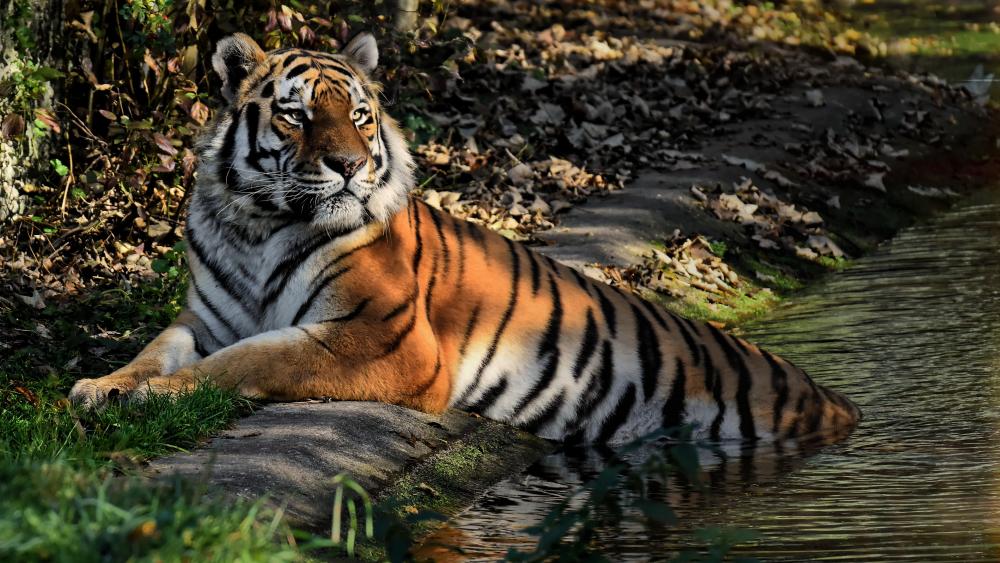 Majestic Resting Tiger by Water in Crisp 4K Wildlife Scene wallpaper
