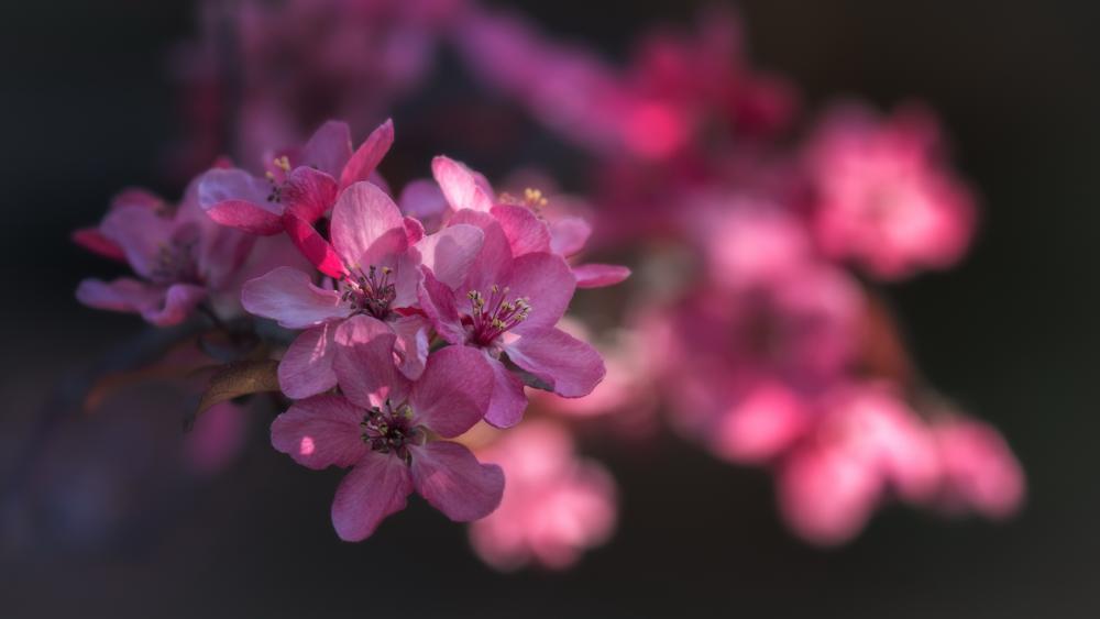 Serene Pink Spring Blossoms on Twig in Soft Bokeh Glow wallpaper