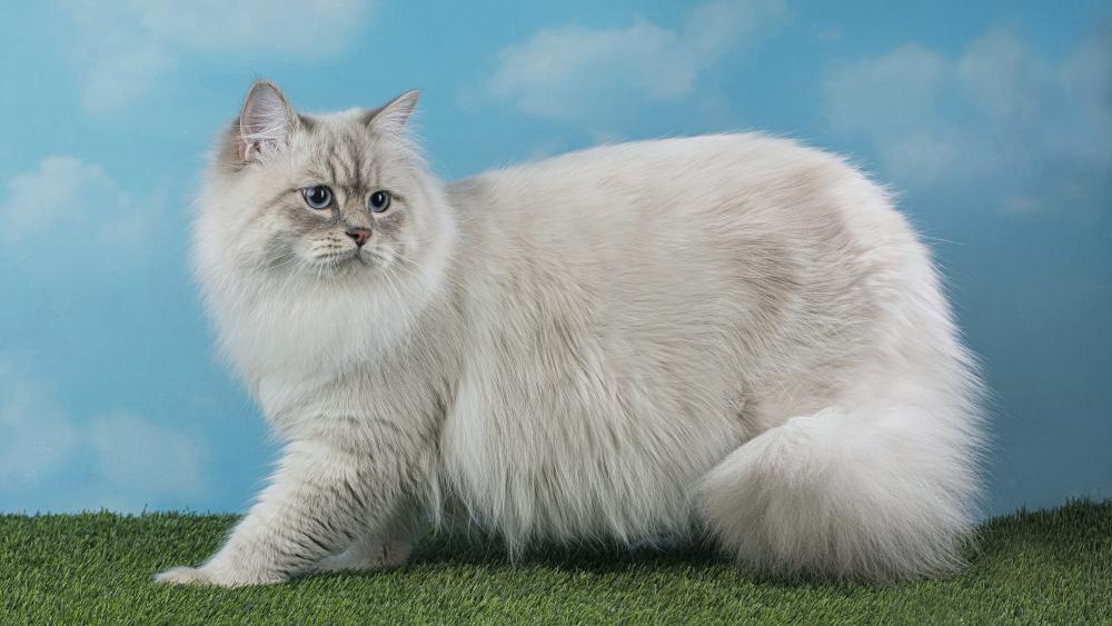 Elegant Neva Masquerade Siberian Cat with Silver Fluffy Coat in 4K wallpaper