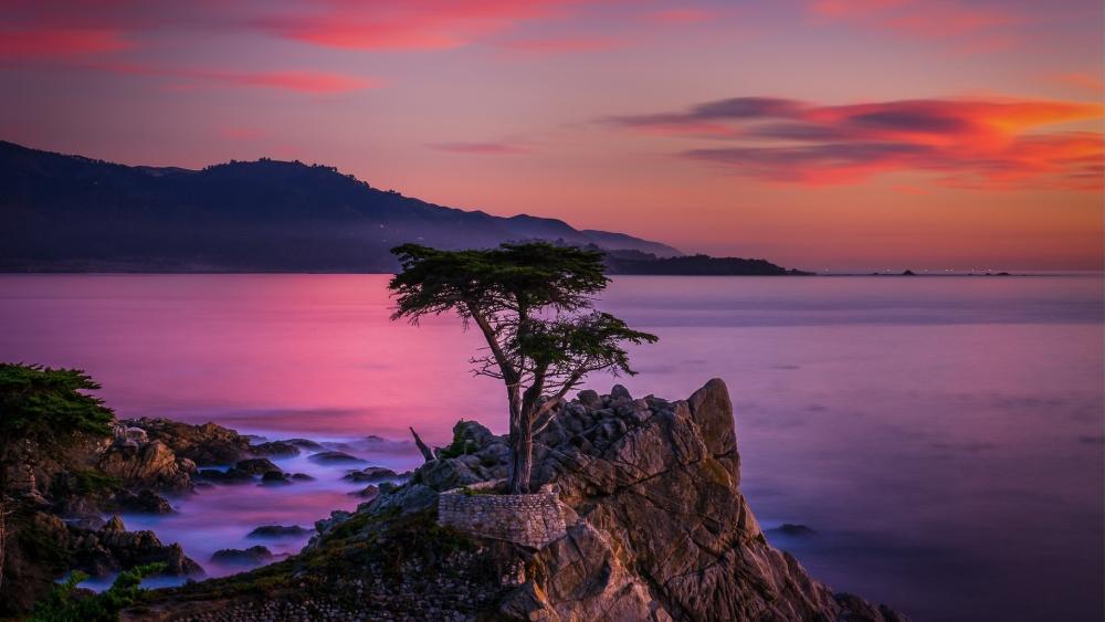 Lone Cypress at Sunset Over Pebble Beach Pacific Cliffs wallpaper