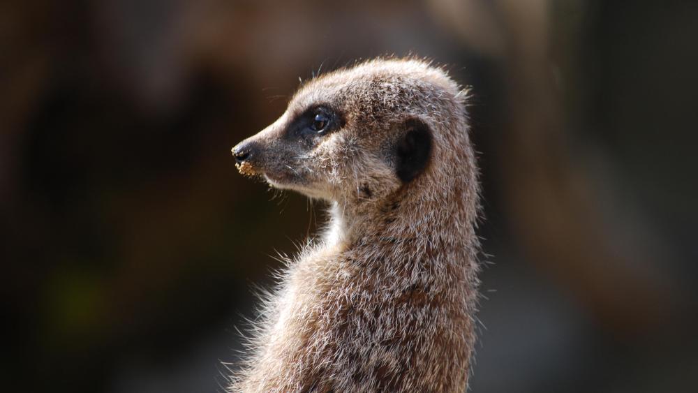 Curious Meerkat Close Up Portrait in Warm Natural Light wallpaper