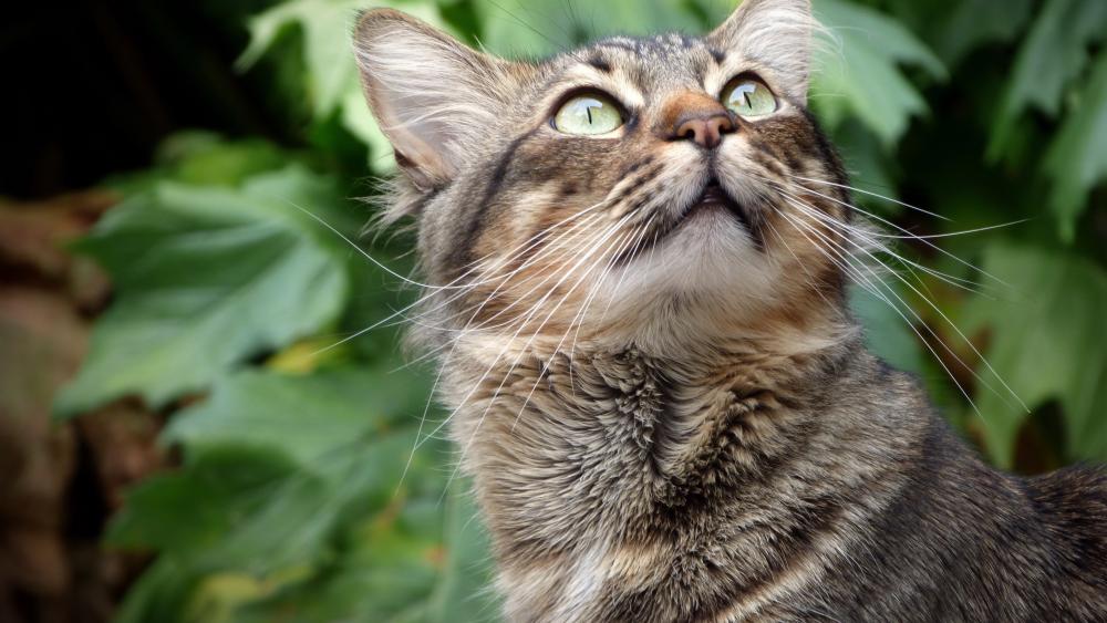 Curious Tabby Cat Gazing Up Amid Lush Green Leaves wallpaper
