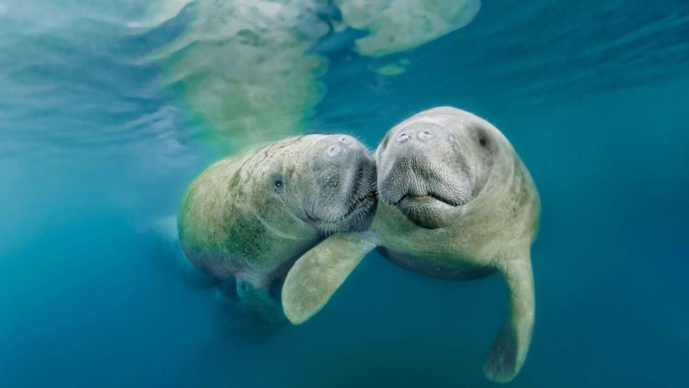 Tender West Indian Manatees Drifting Together in Clear Blue Water wallpaper