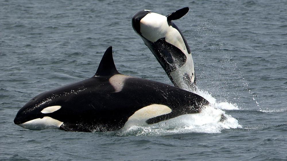 Playful Orcas Breaching Through Cool Ocean Waves wallpaper