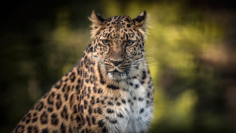 Golden Jaguar Portrait in Soft Forest Light wallpaper