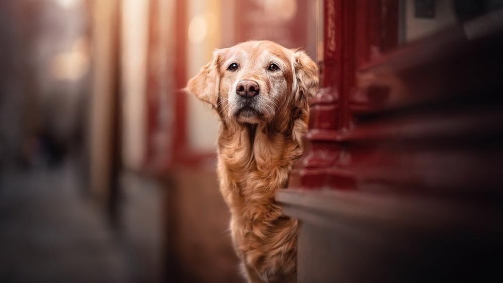 Golden Retriever Peeking from City Street with Warm Bokeh Light wallpaper