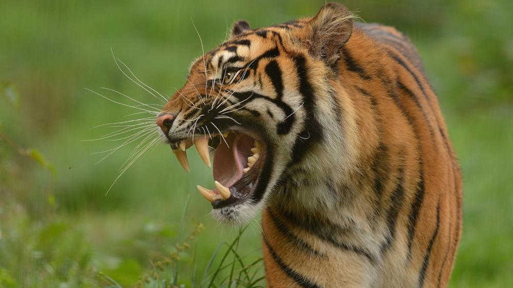 Roaring Tiger Closeup in Wild Grassland wallpaper