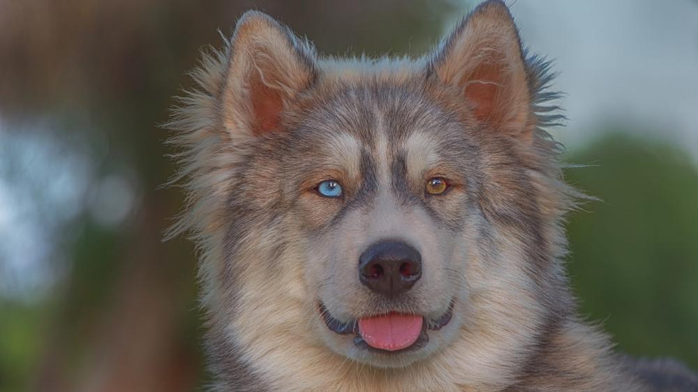 Heterochromia Husky Portrait With Warm Fur and Calm Gaze wallpaper