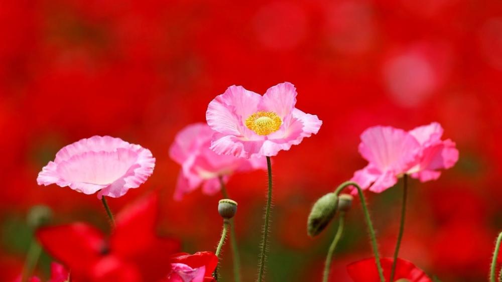 Blush Pink Poppies Floating Over a Crimson Meadow Blur wallpaper