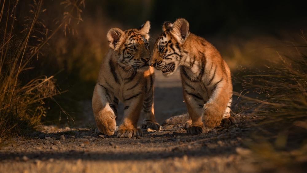 Golden Hour Tiger Cubs Sharing a Secret in the Wild wallpaper